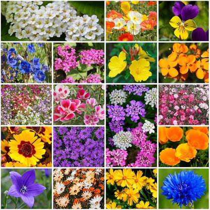 Park Seed Grow Your Own Vibrant Annual and Perennial Wildflower Garden Seeds Mixture, Easy to Grow Varieties for Pollinators and Spring Gardens - Low Growing Mix, 1 lb