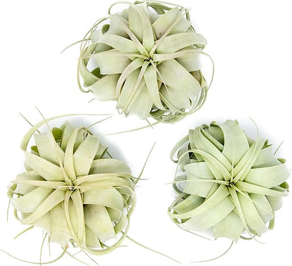 3 Pack Large Xerographica Air Plants 5 to 7 Inch Wide-Air Plants Live Tillandsia Succulent House Plants Holders-Available in Wholesale and Bulk-Home and Garden Decor-Easy Care Indoor Outdoor(
