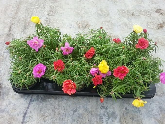 Moss Rose Mix Seeds – Annual Flower (Portulaca grandiflora) | Drought-Tolerant Ground Cover, Vibrant Blooms in Multiple Colors