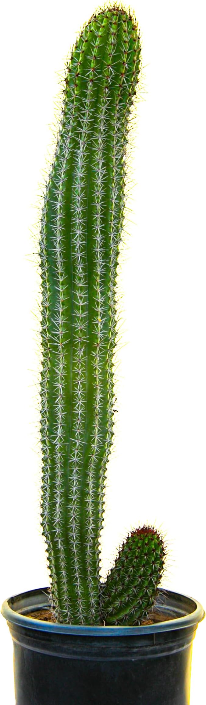 Cactus Outlet - Cactus Plants Live, Live Plants Indoor & Outdoor Use, Live Cactus, Organ Pipe 12”-18”- Large Live Cactus - Landscape Ready Large Cactus Plant Live Delivered Right to Your Door