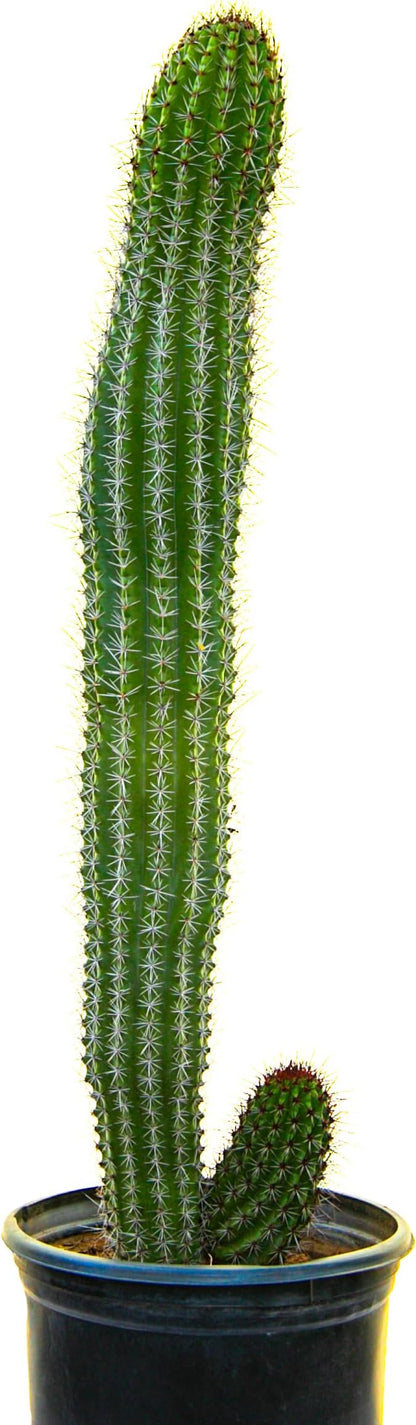 Cactus Outlet - Cactus Plants Live, Live Plants Indoor & Outdoor Use, Live Cactus, Organ Pipe 12”-18”- Large Live Cactus - Landscape Ready Large Cactus Plant Live Delivered Right to Your Door
