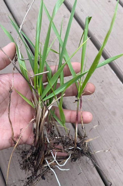 Organic Sweetgrass Live Plant 3" Pot - Vanilla Grass, Buffalo Grass - Native Herb for Smudging, Healing, Spiritual