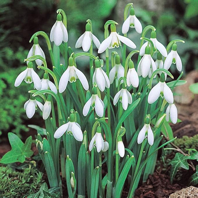 BRECK'S - White Snowdrops Galianthus Dormant Spring Flowering Bulbs - Each Offer Includes 25 dormant Spring Flowering Bulbs