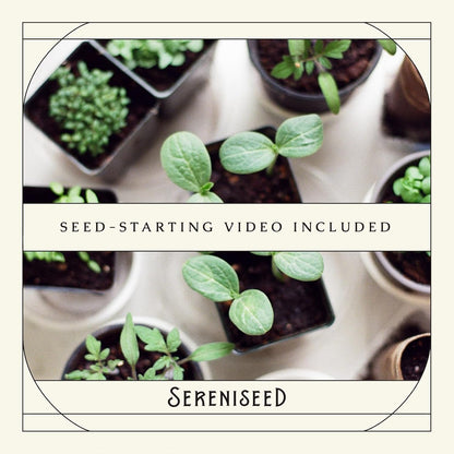 Sereniseed Certified Organic Herb Seeds (15-Pack) – Non GMO, Heirloom – Seed Starting Video