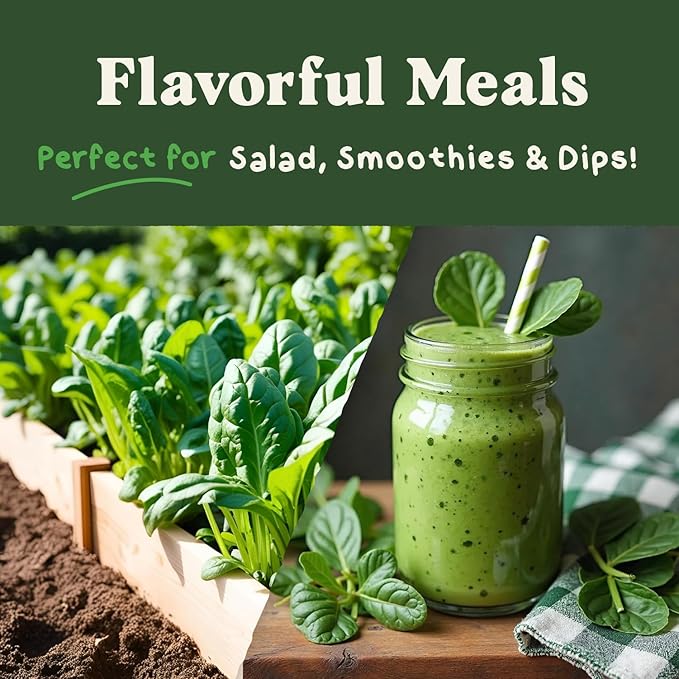 Seedboy Organic Spinach Seeds for Indoor Gardening or Planting Outdoors, Non-GMO and USDA Certified Vegetable Seed Packets, 350 Seeds/4 Grams (Bloomsdale Spinach)