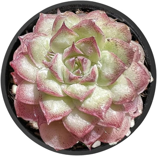 2" Rare Succulent Echeveria 'Peach Queens' Raindrop, Live Succulents Plants Fully Rooted in Grower Pots, Unique Gift for Wedding Favor, Party Favor