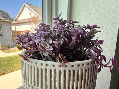 Sprout N Green Rare Succulent Callisia repens 'Pink Lady', 1 Live Succulent Plant Fully Rooted, House Plant for Indoor Outdoor Home Office Wedding Decoration DIY Project Party Favor