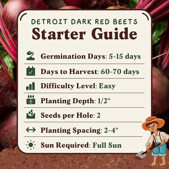 Seedboy Organic Beets Seeds for Planting Indoor and Outdoor, Non-GMO and USDA Certified Vegetable Seed Packet for Hydroponic Garden Indoor or Planting Outdoors (Detroit Dark Red Beets)