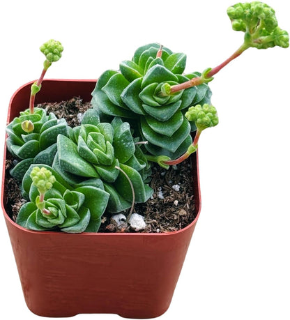 Succulents Plants Live 2inch Live Mini Succulent Plants, Easy Care House Plants Rooted in Succulent Soil Mix, by The Succulent Cult (Crassula Susannae *Rare*, 2 Inch)