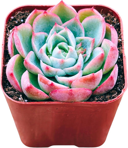 Succulents Plants Live 2inch Live Mini Succulent Plants, Easy Care House Plants Rooted in Succulent Soil Mix, by The Succulent Cult (Echeveria Elegans, 2 Inch)