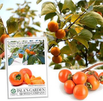 Date Plum Persimmon Tree Seeds (Diospyros Lotus) – 30+ Non-GMO & Heirloom Seeds, Exotic & Rare Fruit Tree, 80% Germination Rate, by Isla’s Garden Seeds, Unique Edible Landscape Addition