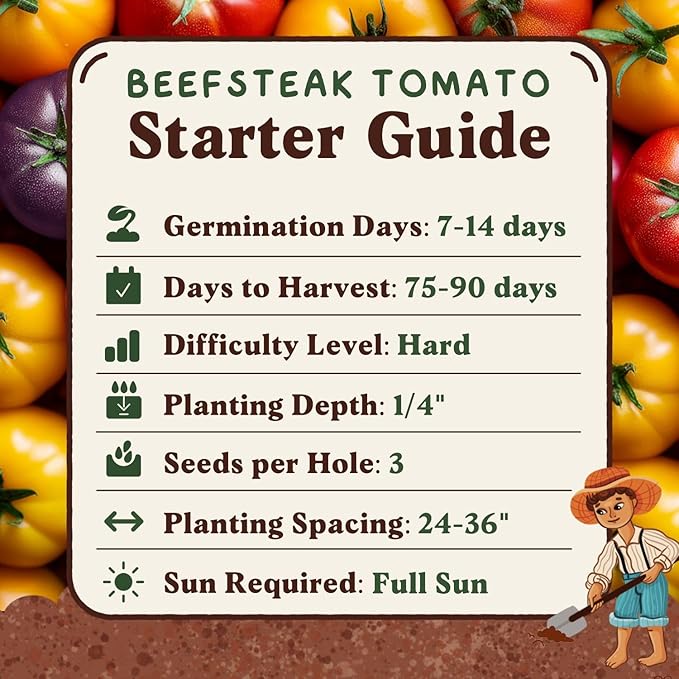Seedboy Organic Rainbow Beefsteak Tomato Seeds for Planting Indoor and Outdoor, Non-GMO and USDA Certified Vegetable Seed Packet for Hydroponic Garden Indoor or Planting Outdoors (Beefsteak Tomato)