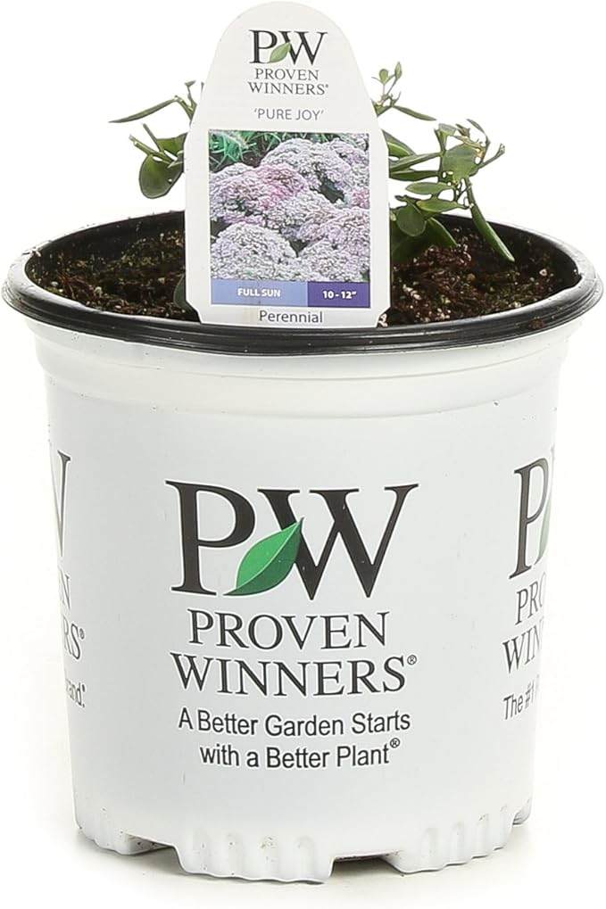 Rock 'N Grow Pure Joy Stonecrop (Sedum) Live Plant, Pink Flowers, 0.65 Gallon