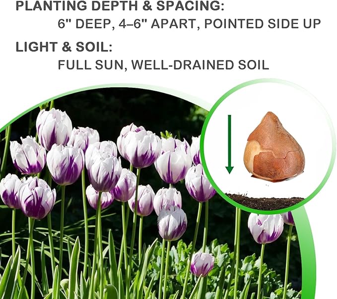 Blueberry Ripple Tulip Flowers -10 Bulbs - Vibrant Purple & White Perennial Blooms | Dramatic Spring Rembrandt Tulips for Garden & Cut Flowers | Pollinator Friendly | USDA Zones 3–8
