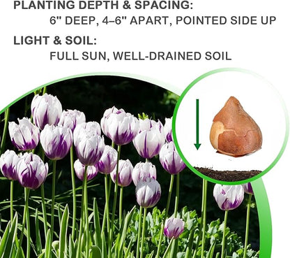 Blueberry Ripple Tulip Flowers -10 Bulbs - Vibrant Purple & White Perennial Blooms | Dramatic Spring Rembrandt Tulips for Garden & Cut Flowers | Pollinator Friendly | USDA Zones 3–8