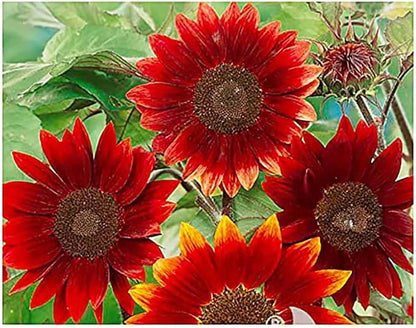 Rouge Royale Sunflower Seeds - Red Sunflower…