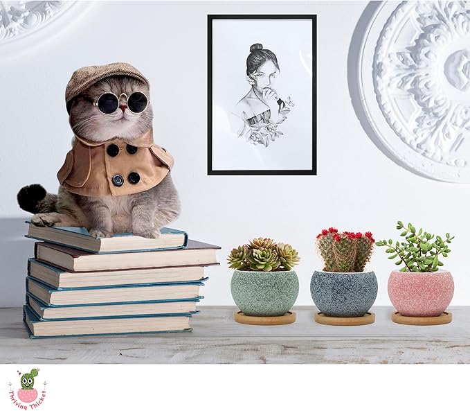 3 inch Ceramic pots for Plants, Small Succulent Pots Set with Drainage, 6 Pack Flower Pot for Indoor Plant, Planters for Little or mini Cactus 2 inches Plants