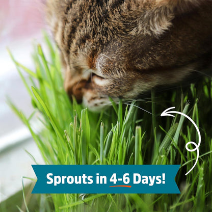 Back to the Roots 100% Organic Wheatgrass Seeds | 1 Pound Non-GMO | Nutrient Dense, Easy to Grow | Cat Grass Planter Seeds