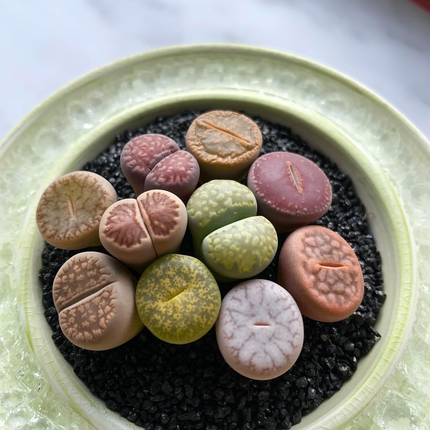 Lithops Large Random Mix Rare Live Succulent Plants, 10 Pcs Succulent Live Plant, Bare Root Without Pot & Soil, Indoor Office Desk Decoration, Friend Plant Lovers Gifts