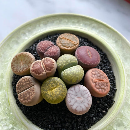 Lithops Large Random Mix Rare Live Succulent Plants, 10 Pcs Succulent Live Plant, Bare Root Without Pot & Soil, Indoor Office Desk Decoration, Friend Plant Lovers Gifts