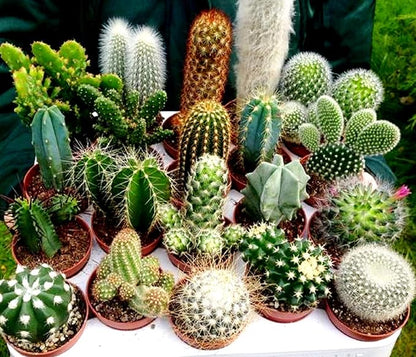 Cactus Seed Mix 50+ Assorted Cacti Seeds for Planting Indoors and Outdoors Different Varieties