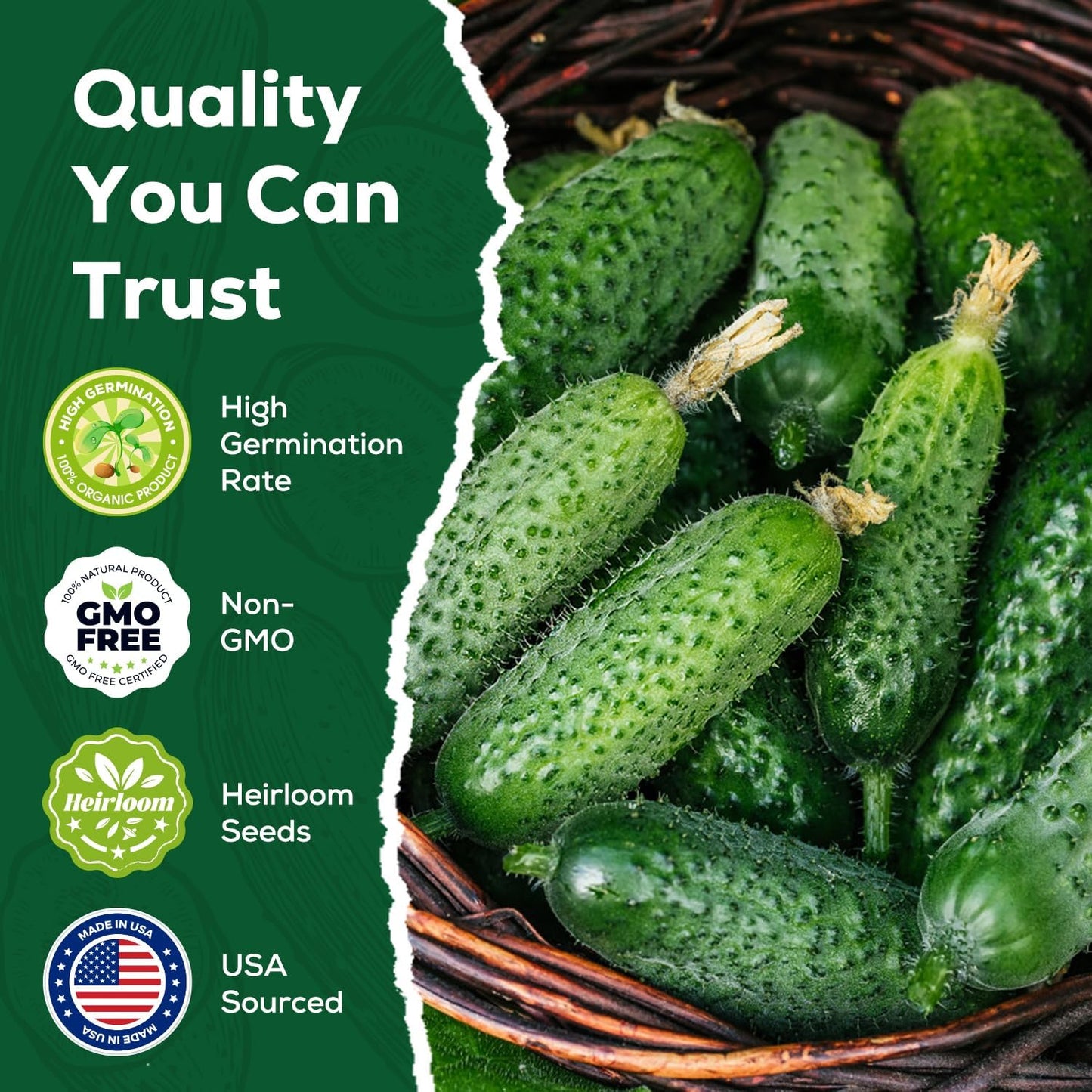 Marketmore Cucumber Seeds for Planting - 100 Seeds, Heirloom, Non-GMO Seed Packet - High Yield Slicing Cucumber for Home Garden, Indoor/Outdoor