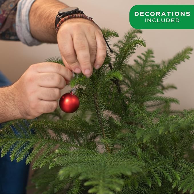 Costa Farms Live Christmas Tree, Large Norfolk Island Pine in Red Indoor Holiday Planter, DIY Christmas Decorations, Ornaments, Christmas Gift and Holiday Room Decor, 3 Feet Tall