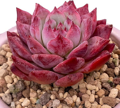 Echeveria Colorata Rare Live Succulent Plants, Red 2.5" Live Plant, Package Without Pot Soil, Garden Indoor Office Desk, Wedding Party Baby Shower Decoration, Friend Plant Lovers Gifts