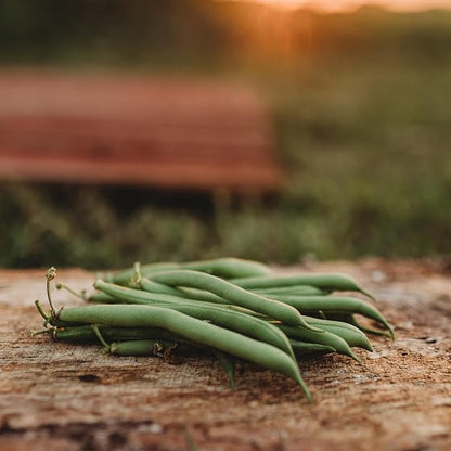 Provider Bush Green Bean - 4oz Bulk (~400 Seeds) - Heirloom & Open-Pollinated Variety, USA-Grown, Non-GMO Green Bean Seeds for Planting Outdoors in Containers or The Home Garden, Thresh Seed Company