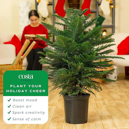 Costa Farms Live Christmas Tree, Large Norfolk Island Pine in Nursery Plant Pot, Potting Soil, Indoor Decor, All Seasons Christmas Gift or Room Decor, 3 Feet Tall