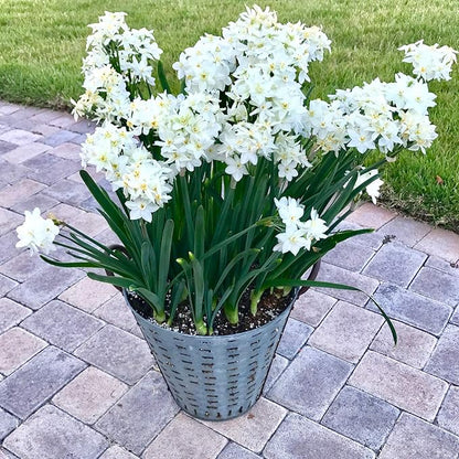 Easy to Grow Narcissus Paperwhite 'Ariel' Plant Bulbs (10 Pack) - Large Flower Bulbs for Indoor Forcing at Home, Fragrant Holiday Blooms