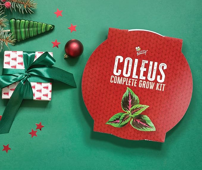 BUZZY Seeds Coleus Indoor Plant Grow Kit, White Metal Garden Pail with Planting Seeds and Growing Medium, Starter Set for Houseplants, Indoor Gardening Gift, Housewarming Present