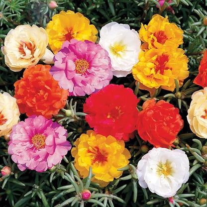 Moss Rose Mix Seeds – Annual Flower (Portulaca grandiflora) | Drought-Tolerant Ground Cover, Vibrant Blooms in Multiple Colors