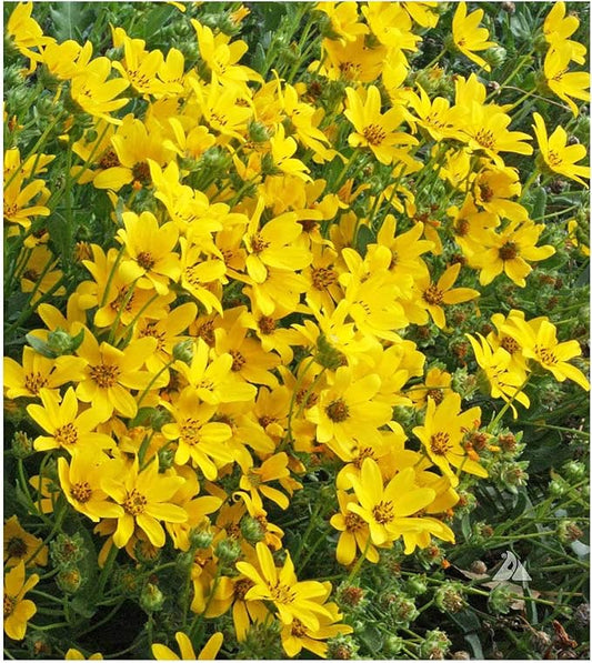 Englemann Daisy Seeds - Perennial Native - 6500 Seeds