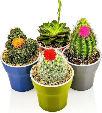 Gardenera Professional Succulent Soil Premium All Purpose Blend | Pre-Mixed Ready to Use for Cactus and Succulents | Sphagnum Peat Moss, Perlite, New Zealand Pine Bark - Made in USA - 20 Quart