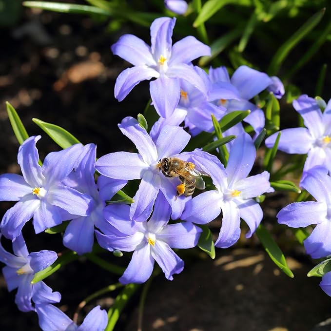 Glory of The Snow Flower Bulbs – 15 Chionodoxa Bulbs | Purple, Blue & White Star-Shaped Blooms | Early Spring Perennials for Fall Planting | Easy to Grow – Zones 3–8 – Great Garden Gift
