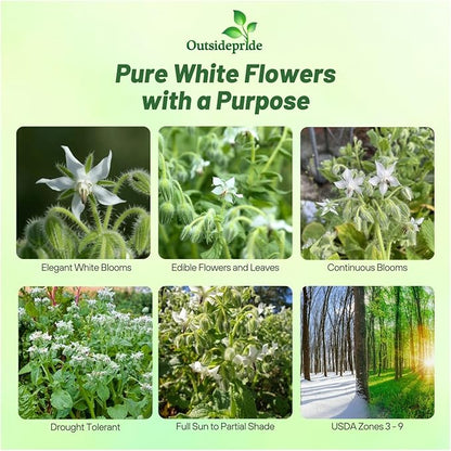 Outsidepride White Borage Seeds for Planting – 1000 Pcs. Annual, Drought-Tolerant Herb Seeds with Star-Shaped Blooms, Attracts Bees for Pollinator Gardens, Summer Teas, Decoration & Culinary Use