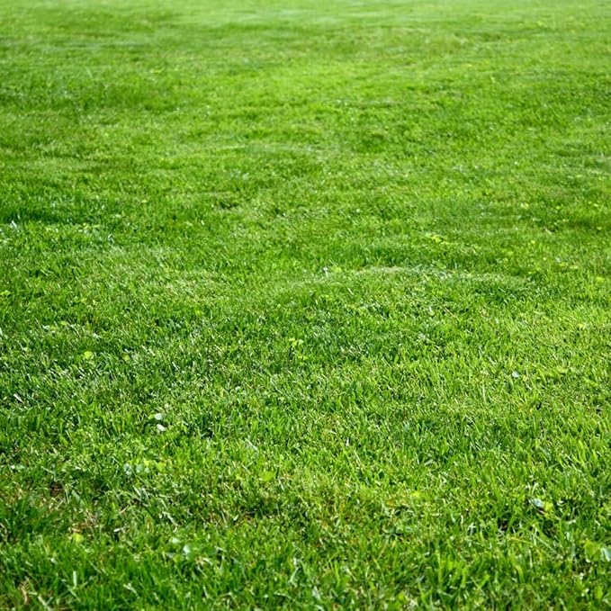 Brownie Brand Kentucky Bluegrass Seed – Premium Lawn Seed for Overseeding, Repairing Bare Spots, and Growing Thick Cool-Season Bluegrass Grass Turf