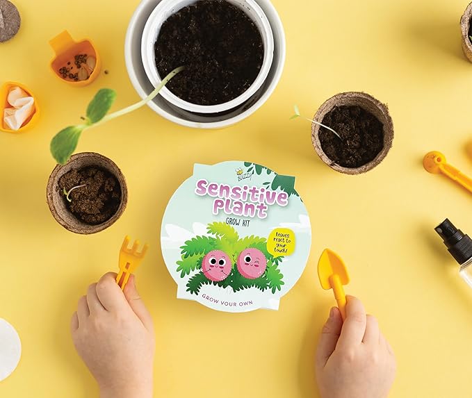 BUZZY Seeds Mini Basin Sensitive Plant Grow Kit with Green Planter, Touch Responsive Tickle Me Plant for Kids and Adults, Fun Indoor Gardening DIY Kit