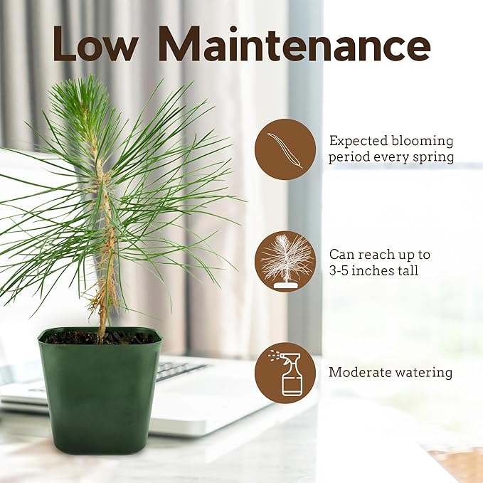 My Shelfie - Japanese Black Pine Bonsai Tree, 3-5-Inch Tall Bonsai Tree Live, Live Plants for Outdoor or Indoor Garden, Mini Tree in 2-Inch Pot (2)