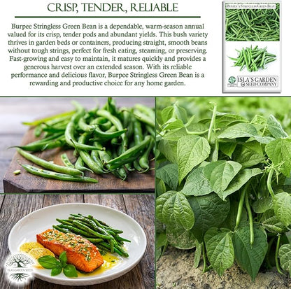 Burpee Stringless Green Bean Seeds (Phaseolus vulgaris) – 50+ Non-GMO Heirloom Seeds by Isla’s Garden Seeds, Crisp Tender Pods with No Strings, Easy to Grow for Raised Beds & Summer Harvests