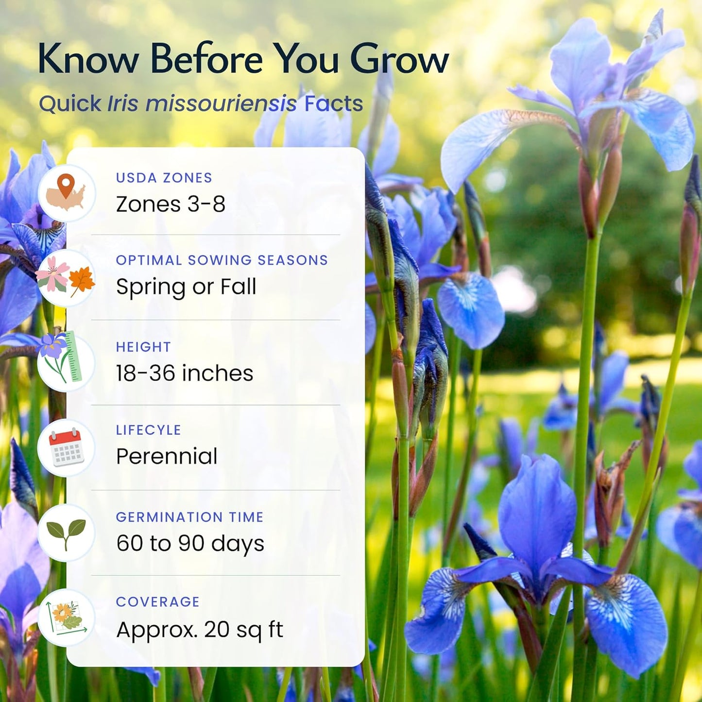 Created By Nature Wild Iris Seeds, 400 Purple Perennial Flower Seeds