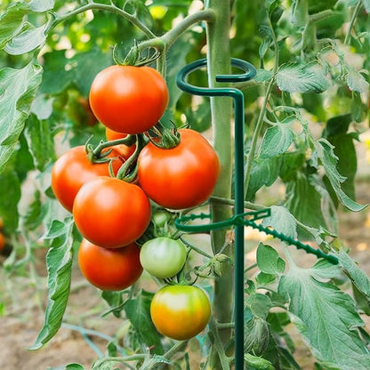 36” Tall Plant Stakes, 20 Pack Plant Support Stakes,6mm Heavy-Duty Metal Garden Stakes, Flower Stakes for Lilies, Dahlias, Gladiolus, Sunflowers, Tomato, Clematis