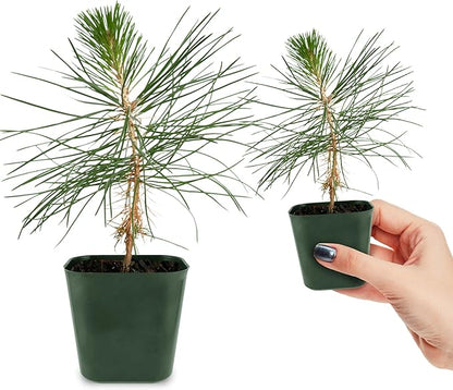 My Shelfie - Japanese Black Pine Bonsai Tree, 3-5-Inch Tall Bonsai Tree Live, Live Plants for Outdoor or Indoor Garden, Mini Tree in 2-Inch Pot (2)