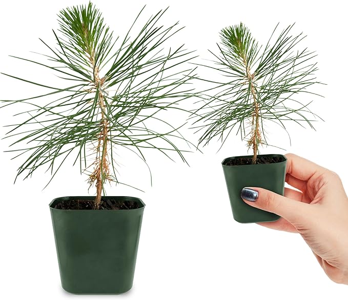 My Shelfie - Japanese Black Pine Bonsai Tree, 3-5-Inch Tall Bonsai Tree Live, Live Plants for Outdoor or Indoor Garden, Mini Tree in 2-Inch Pot