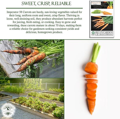 Imperator 58 Carrot Seeds (Daucus carota) – 500+ Non-GMO & Heirloom Seeds, Long and Sweet Carrots for Juicing, Fresh Eating, and Cooking, by Isla’s Garden Seeds, Great Gardening Gift