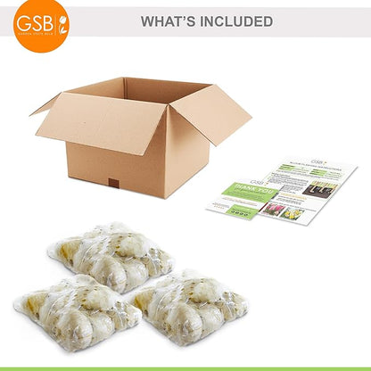 Garden State Bulb Gladiator Allium Flower Bulbs, 18cm, Fall Planting (Bag of 30)