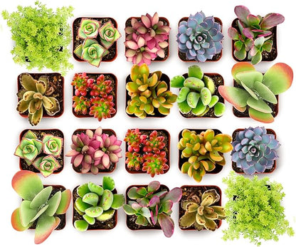 Shop Succulents Endless Summer Succulent Pack Collection - Live Mini Succulent Plants, Low Maintenance, Colors & Textures - Wedding and Party Favors, Gift & Garden, Pack of 64