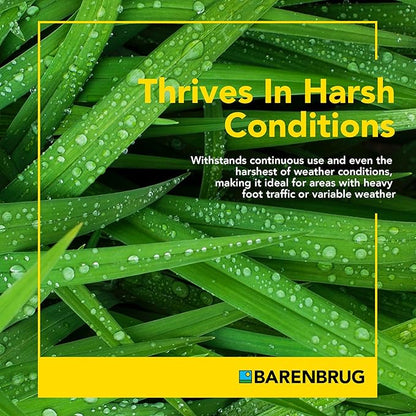 Barenbrug Wonderlawn Perennial Ryegrass Grass Seed for Southern Lawns, Fast-Acting Durable Grass Seed Mix for All Weather Conditions, 3-lb. Bag