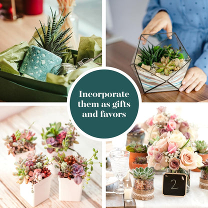 Shop Succulents Assorted Succulent Plant Pack Bulk Collection - Live Mini Succulent Plants, Low Maintenance, Mixture of Colors & Textures - Wedding and Party Favors, Gift & Garden, Pack of 64